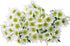 20 Stems Fresh White Daisies Flowers Good Maintenance Long Flowering Hydroponic Flower Arrangement Gifts For Home