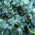 Eucalyptus Leaf C/S | Cut & Sifted | Eucalyptus Globulus | Wildcrafted | 4oz
