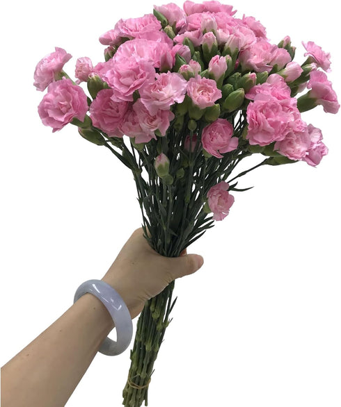 19 Stems Pink Mini Carnations Fresh Cut Flower Bouquet Gifts for Birthday Anniversary Friendship and Love