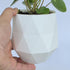 Chinese Money Plant Live (Pilea Peperomioides) in White Geometric Self-Watering Planter, Modern Indoor Houseplant