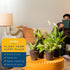 (6-Pack), Costa Farms Live Indoor House Plants Hand Selected Easy to Maintain Indoor Assorted Houseplants, Curated Air
