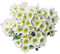 20 Stems Fresh White Daisies Flowers Good Maintenance Long Flowering Hydroponic Flower