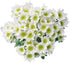 20 Stems Fresh White Daisies Flowers Good Maintenance Long Flowering Hydroponic Flower