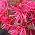 3 8-12 Inches Brussel's Bonsai - Live Chinese Fringe Flower Bonsai Tree, Outdoor Bonsai Tree Live Plant in Decorative
