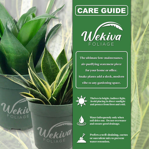 4 Inch Green Snake Plant - Live Plant in a Growers Pots - Sansevieria Trifasciata 'Green Hahnii' - Beautiful
