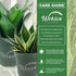 3 4 Inch Lotus Snake Plant - Live Plants in Growers Pots - Sansevieria Trifasciata 'Lotus Hahnii' - Beautiful