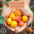 2 lbs. 14 Gerbs Dried Apricots | Unsulfured, No Artificial Additives, Resealable Bag | Naturally Sweet & Chewy | Top