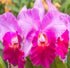 Discount Hawaiian Gifts HAWAIIAN CATTLEYA ORCHID PLANT 2" POT ~ GROW HAWAII