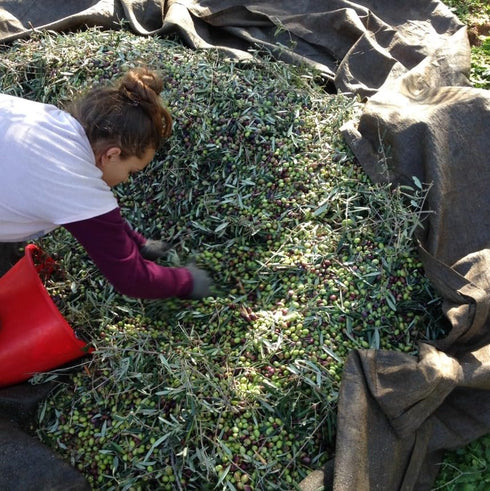 16.91 Oz (Pack 1) Mr. Papou's Authentic Greek Extra Virgin Olive Oil High Polyphenols, First Cold Pressed, Family