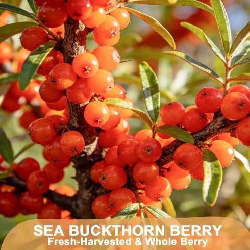 4oz/114g TEARELAE - Sea Buckthorn Berry, - Premium Dried Sea Buckthorn Tea - Whole Seabuckthorn - Rich in Antioxidants