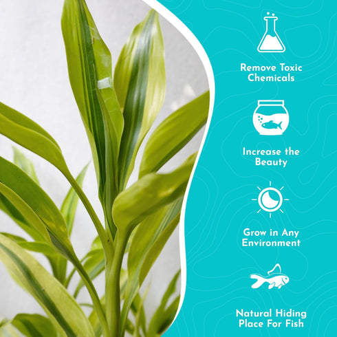 5 Pack 8 Inches Lucky Bamboo - Tall Bamboo Plant, Real Plants Indoor Decor, Perfect Small Plant for Home and Office