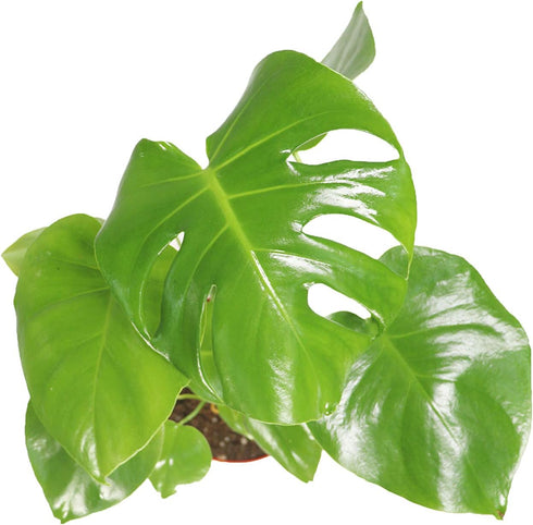 6" Monstera Split Leaf - from California Tropicals
