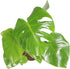 6" Monstera Split Leaf - from California Tropicals