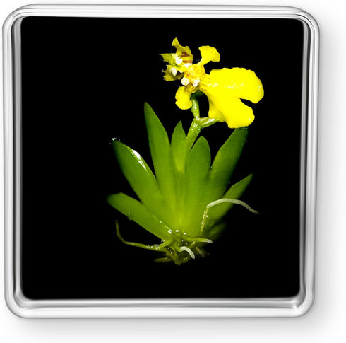 Bloomify Live Dancing Orchid Picture, Maintenance Free Orchid, Psygmorchis Pusilla, Live Green