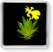 Bloomify Live Dancing Orchid Picture, Maintenance Free Orchid, Psygmorchis Pusilla, Live Green
