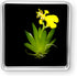 Bloomify Live Dancing Orchid Picture, Maintenance Free Orchid, Psygmorchis Pusilla, Live Green