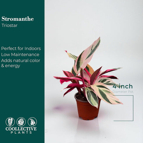 4 CoollectivePlants Stromanthe Triostar Live Plant in Growers Pot Rare Tricolor Houseplant, Easy Care Indoor Plant, Low