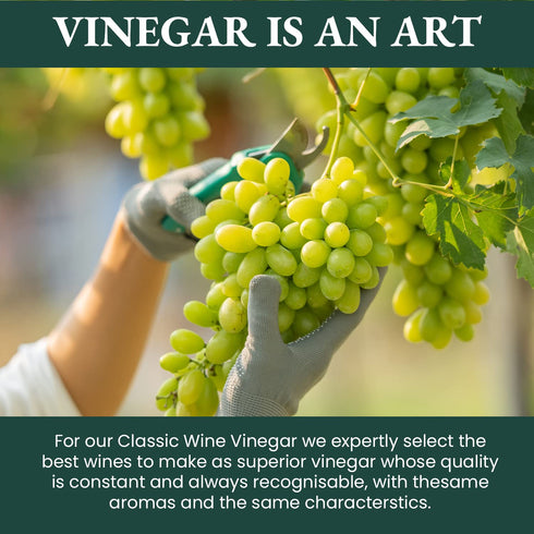 100% 16.9 oz Ponti Italian Red Wine Vinegar for Cooking - Organic Red Wine Vinegar with Balanced Acidity & Harmonious