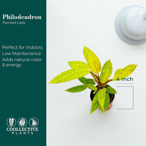 4 CoollectivePlants Philodendron Painted Lady Live Indoor Plant in Grower Pot, Easy Care Tropical Houseplant, Low