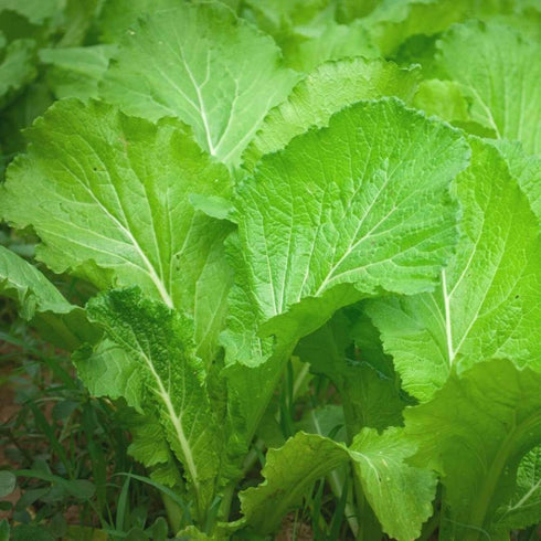 The Rike 3000 Seeds Mustard Leaf Ci B Xanh Green Mustard Lettuce Spinach Seeds