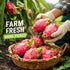 Generic 2 Count Fresh White Dragon Fruit (Pitaya), Sweet & Juicy Tropical Fruit