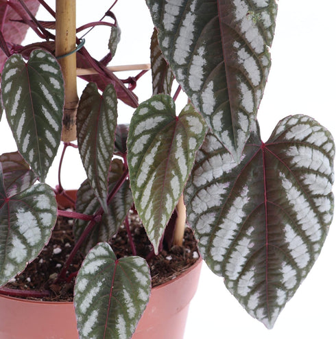 Rex Begonia Vine - 4 Live Starter Plants in 2 Inch Pots
