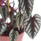 Rex Begonia Vine - 4 Live Starter Plants in 2 Inch Pots