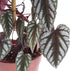 Rex Begonia Vine - Live Starter Plant in a 2 Inch Pot