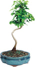 Brussel's Bonsai Live Ginkgo Bonsai Tree - 4 Years, 10 to 14