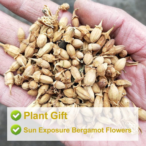 Plant Gift 2.82oz/80g Dried Bergamot Flower No Additives, Sulfur Free, Chinese Dried Herbs Angelica Sinensis Dong Quai