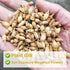 Plant Gift 2.82oz/80g Dried Bergamot Flower No Additives, Sulfur Free, Chinese Dried Herbs Angelica Sinensis Dong Quai