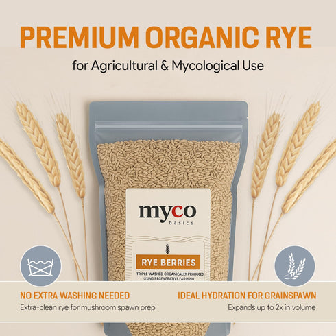 Mycology Basics 100% (2.0 lbs) Bulk Rye Berries - Certified Organic - Extra Clean - Great for Mushroom Spawn, Cooking