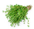 (50g) Health Embassy Thyme Herb | Thymus Serpyllum L | Herbal Tea