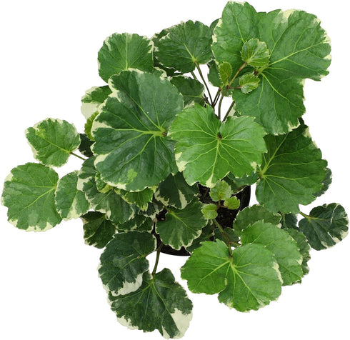 6" Aralia Balfouriana, Air Purifying & Easy, House Plant Decor in White Pot, Variegated Live Plant Gift, Indoor Plant