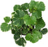 6" Aralia Balfouriana, Air Purifying & Easy, House Plant Decor in White Pot, Variegated Live Plant Gift, Indoor Plant