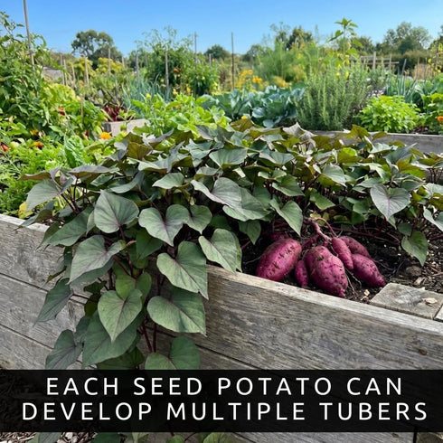 (2 Purple Japanese sweet potato SLIPS) Also known as Hawaiian Purple Sweet Potato
