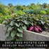 (2 Purple Japanese sweet potato SLIPS) Also known as Hawaiian Purple Sweet Potato