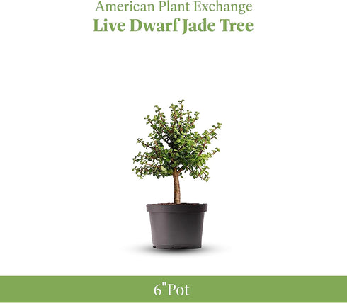 6" American Plant Exchange Live Dwarf Jade Tree, Miniature Bonsai Tree, Plant Pot for Home and Garden Decor, Pot