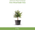 6" American Plant Exchange Live Dwarf Jade Tree, Miniature Bonsai Tree, Plant Pot for Home and Garden Decor, Pot