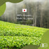 80g Sencha Green Tea Organic Japanese Green Tea Loose Leaf, Organic Loose Leaf by HAJIME