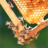 (Pack 6) 100% 12 (Pack 6) MADHAVA Organic Amber Honey, Unfiltered, Honey Bear of Natural Sweetener, Sugar Alternative