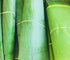 2 Lbs Kejora Fresh Banana Leaves