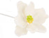 3 Count Global Sugar Art Magnolia Blossom Sugar Cake Flowers, White, Large, by Chef Alan Tetreault