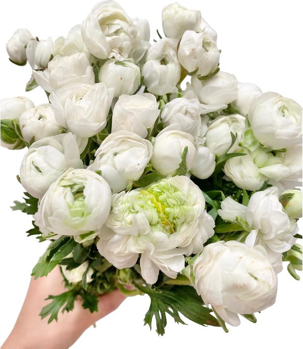 18 Fresh white ranunculus cut flowers, handpicked by a florist, perfect for