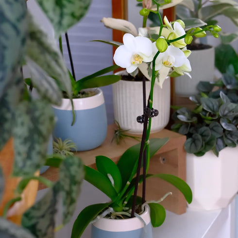 3.5" 16" Premium White Live Orchid Plant Blooming in Blue & White Orchid Pot, Live Plants, Houseplant Gifts, Approx.