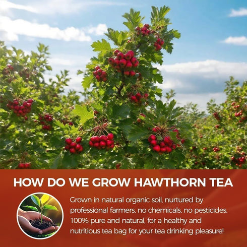 WOTIHA 65 Count 100% Immunity, Premium Hawthorn Berry Tea Bags - Natural, Aids Digestion, Rich in Antioxidants, Boosts