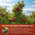 WOTIHA 65 Count 100% Immunity, Premium Hawthorn Berry Tea Bags - Natural, Aids Digestion, Rich in Antioxidants, Boosts
