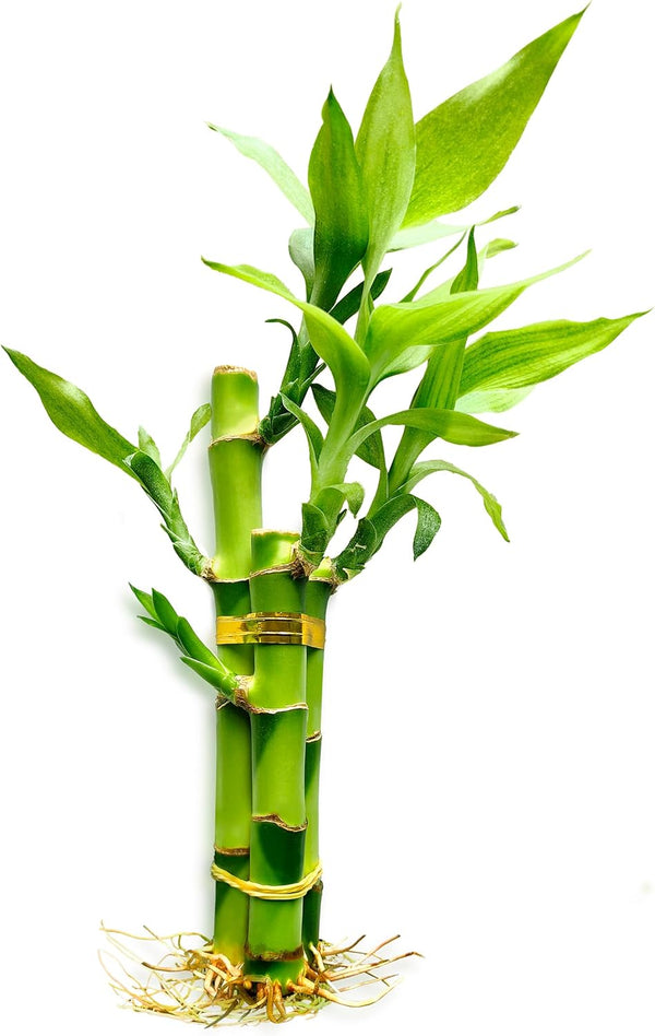 3 Stalks Lucky Bamboo Plants Indoor Live - Multi-Height Set (2x4 &