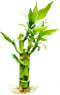 3 Stalks Lucky Bamboo Plants Indoor Live - Multi-Height Set (2x4 &