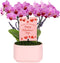 Green Circle Growers 4" Mini Pink Orchid with Lavender Valentines Day Edition